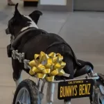 Cachorrinha Bunny é resgatada e ganha cadeira de rodas especial da Mercedes Benz